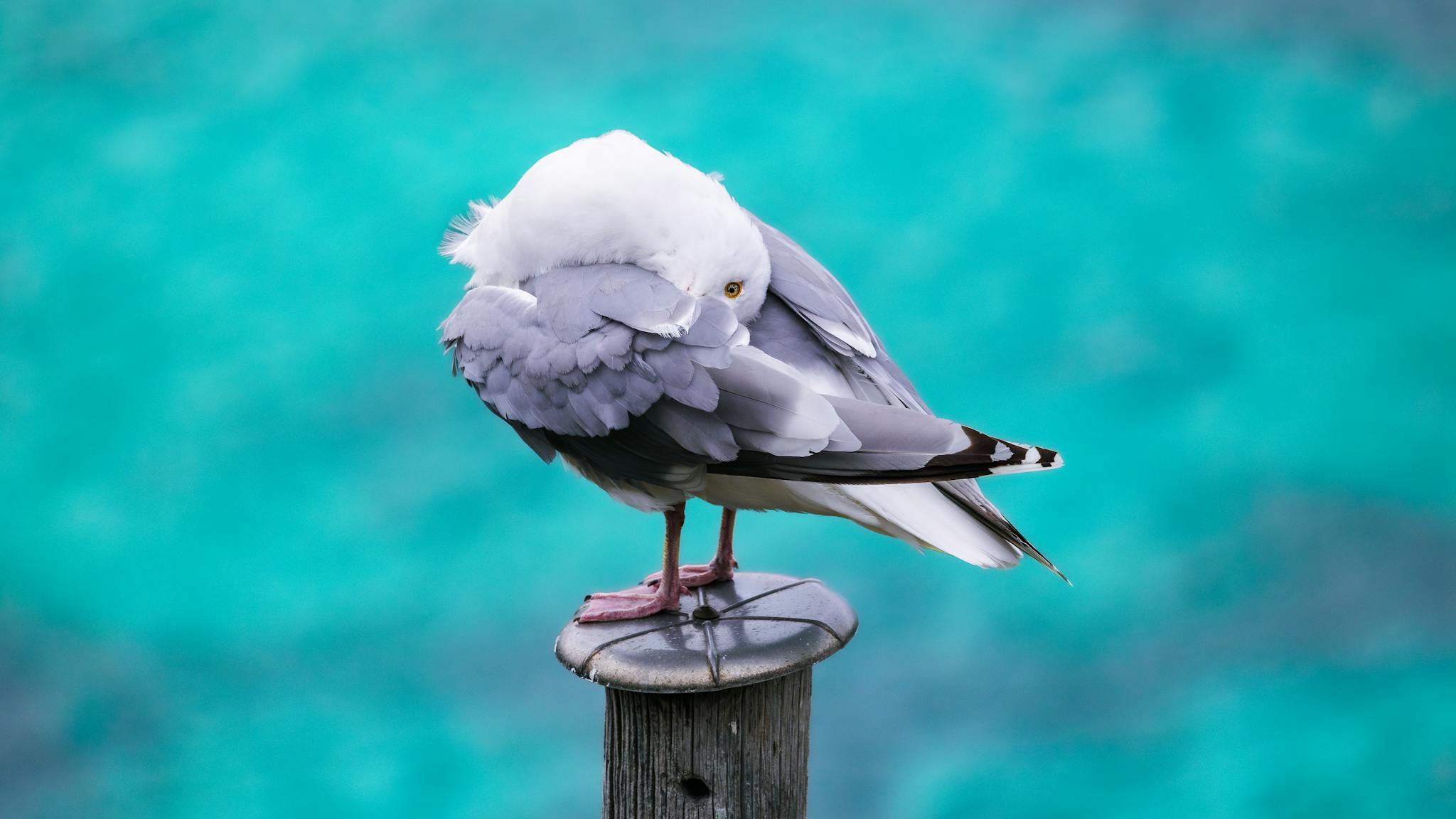A seagull preening its feathers while standing on a wooden pole against a vibrant turquoise sea background.